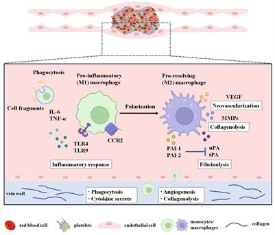 Monocyte/macrophage-mediated venous thrombus resolution